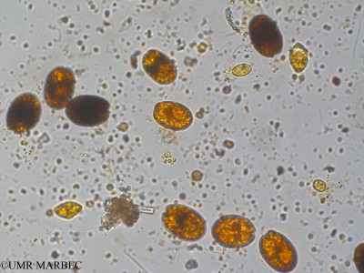 phyto/Pertuis Charentais/Ars_st2/PAMPAS 2019-2021/Chroococcus sp2 (FIERDARS_St2_r1_0719-006).tif(copy)_thumb.jpg